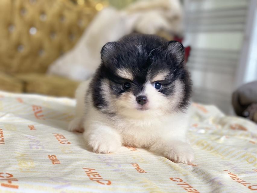 ลูกปอมแท้ สีสวย มาดูตัวจริงได้