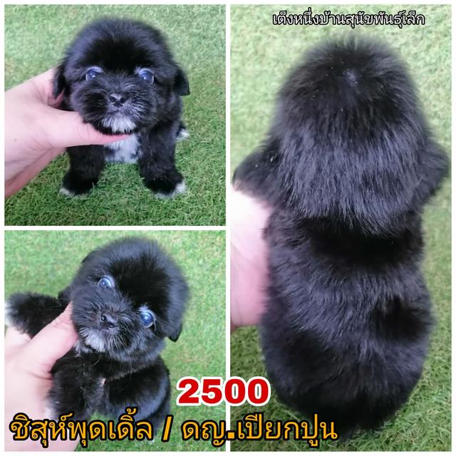 ชิสุห์ผสมปอม พุดเดิ้ล ชิวาว่า พร้อมย้าย 9