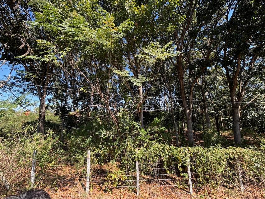 ที่ดินเปล่า โครงการภูริพิมาน ปากช่อง 6