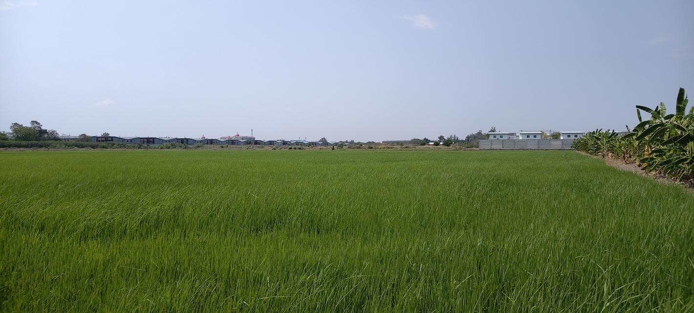 ที่ดิน ซ. เกาะเกรียง อ.เมือง จ. ปทุมธานี 2