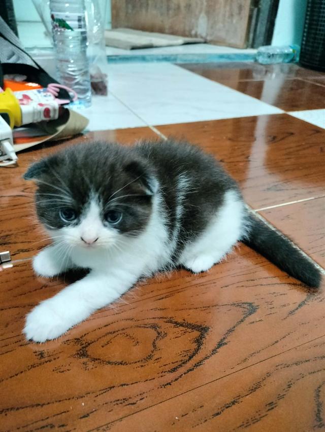 ลูกแมว scottish folk รูปที่ 3