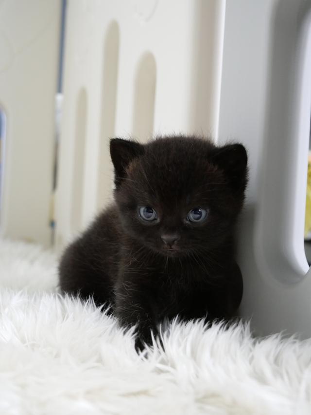 น้องแมวบริติชช๊อตแฮร์สีดำ รูปที่ 1