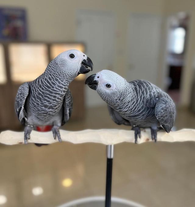 Talking African Grey Parrots