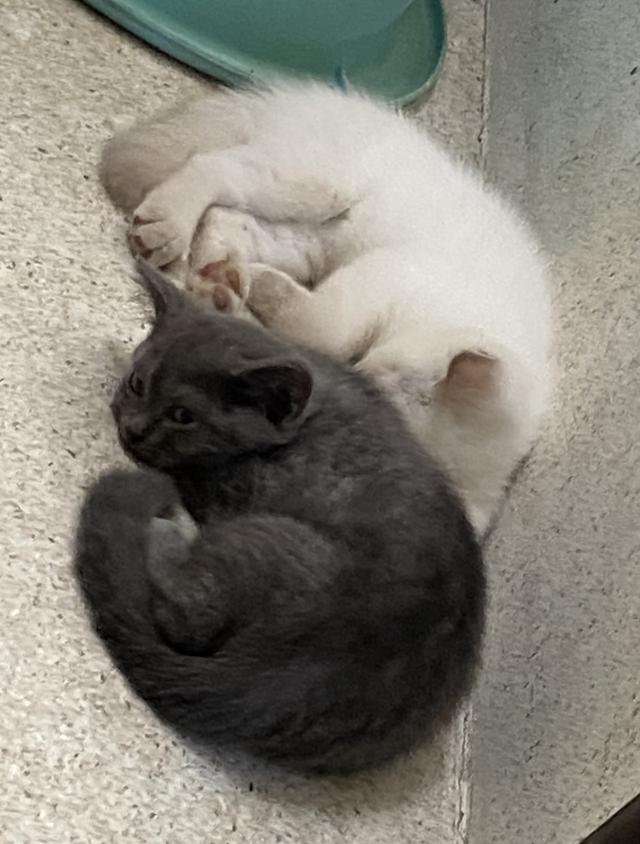 ลูกแมวพันธุ์บริติช ช็อตแฮร์ 11