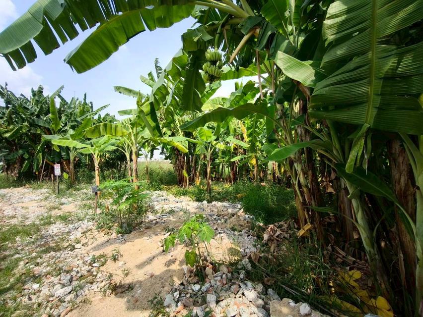 ที่ดินเปล่า เนื้อที่ 118 ตร.ว. ซอยนาวงประชาพัฒนา 9 ถนนนาวงประชาพัฒนา แขวงสีกัน เขตดอนเมือง กรุงเทพมหานคร 6