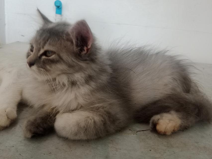 ลูกแมวเปอร์เซีย