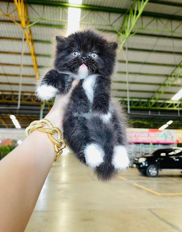 Persian kittens WhatsApp me : +66 63 826 3042 รูปย่อยที่ 2