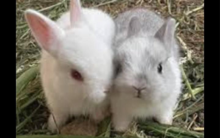 กระต่ายฟลอริดาไวท์ 1