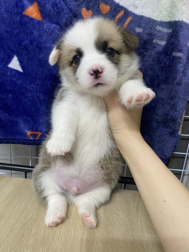 ลูกสุนัขคอร์กี้แท้ พร้อมย้าย 4