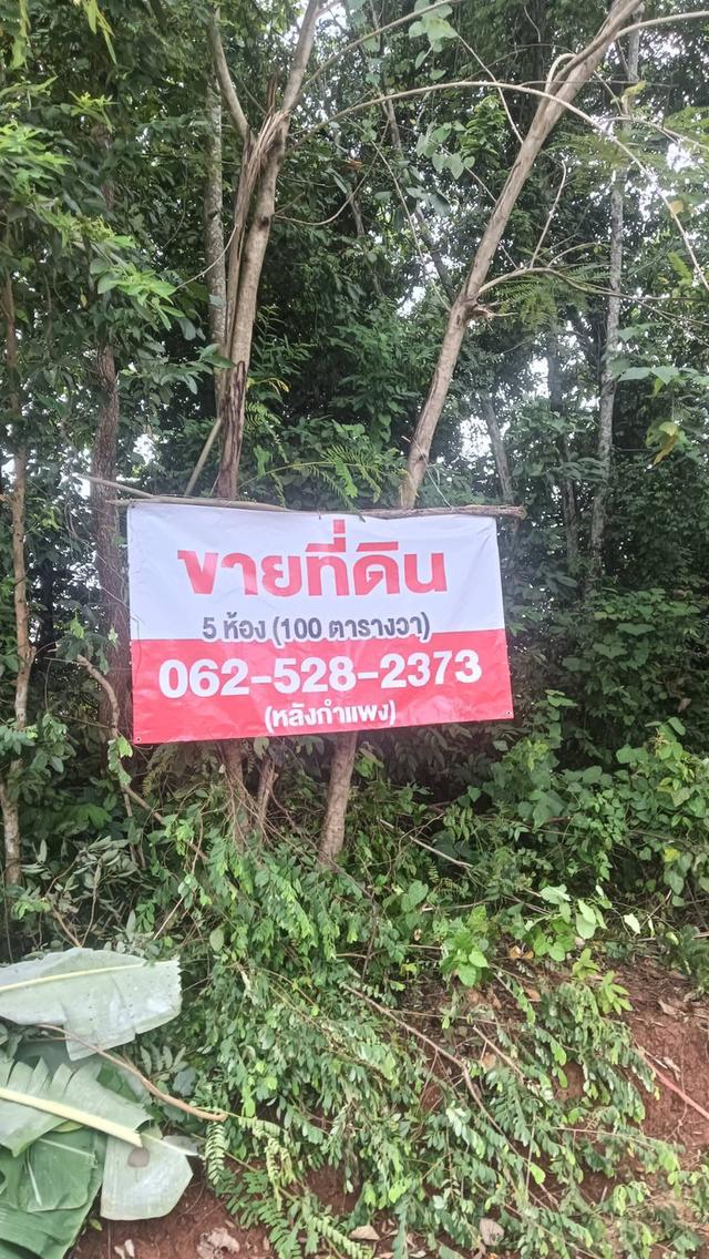 ที่ดินเปล่า 5 ห้อง ห้องละ 20 ตร.วา รวม 100 ตร.วา อยู่ในเมือง ต.ทับเที่ยง และที่ดินเปล่า10 ห้อง ห้องละ25ตร.วารวม 250 ตร.วา ต.บ้านโพธิ์ อ.เมืองตรัง  4