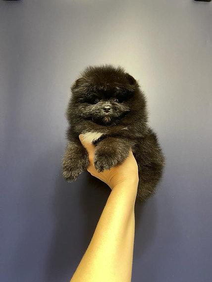 Teacup Pomeranian Puppies for sale รูปที่ 3