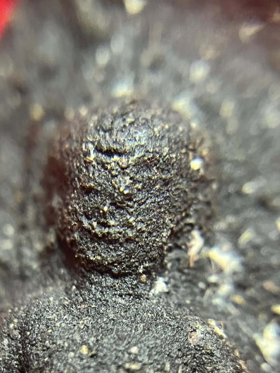 พระลือหน้ายักษ์เนื้อผง ไม่รู้ที่เนื้อหาจัดจ้าน ด้านหลังตอก