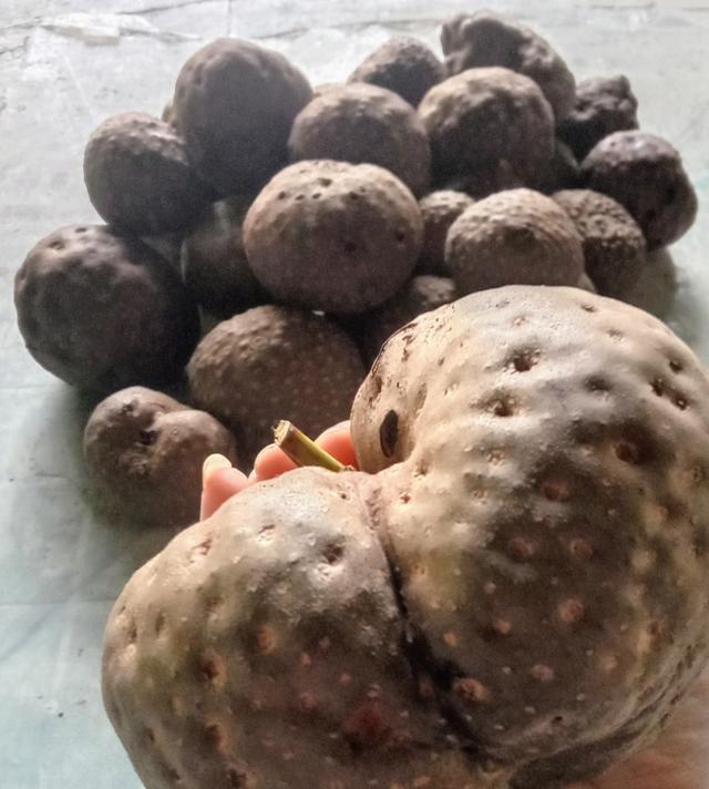 หัวว่านพระฉิม หรือว่านกลิ้งกลางดง