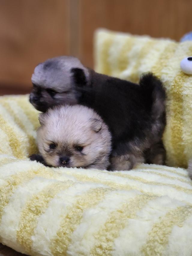 เปิดจอง ปอมเมอร์เรเนียนแท้ ขนแน่น สุขภาพดีจ้า 🥰