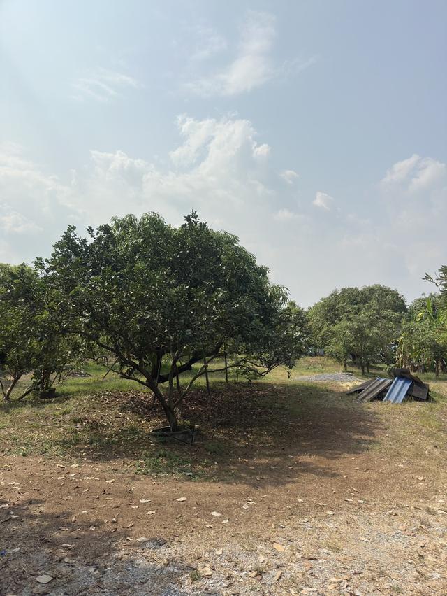 ขายที่ดิน 9 ไร่ 3 งาน อ.คลองหลวง จ.ปทุมธานี ทำเลทอง บรรยากาศดี ใกล้ถนนคลองหลวง 3