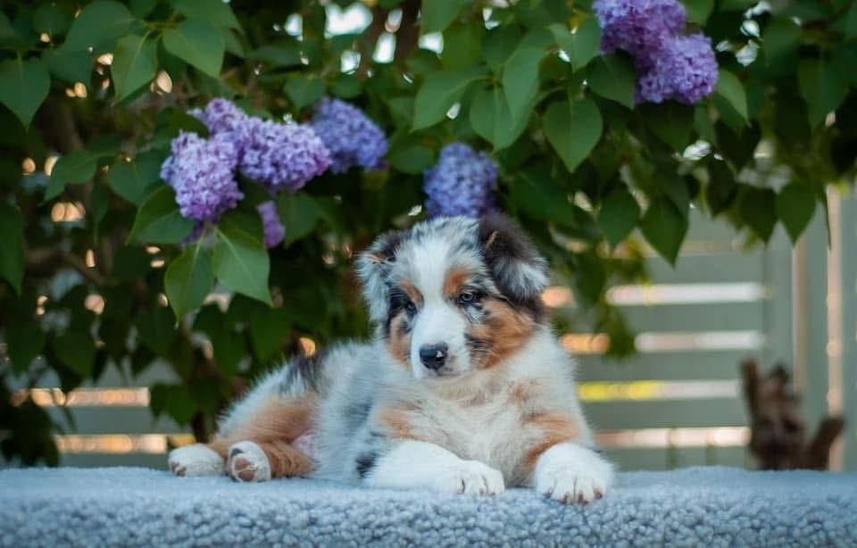 ลูกสุนัข Australian Shepherd นำเข้า 3