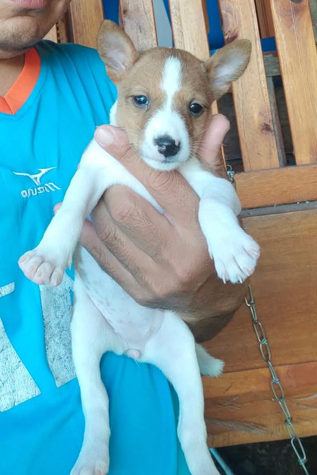 ขายลูกสุนัข Basenji หลายสีหลายแบบ 2