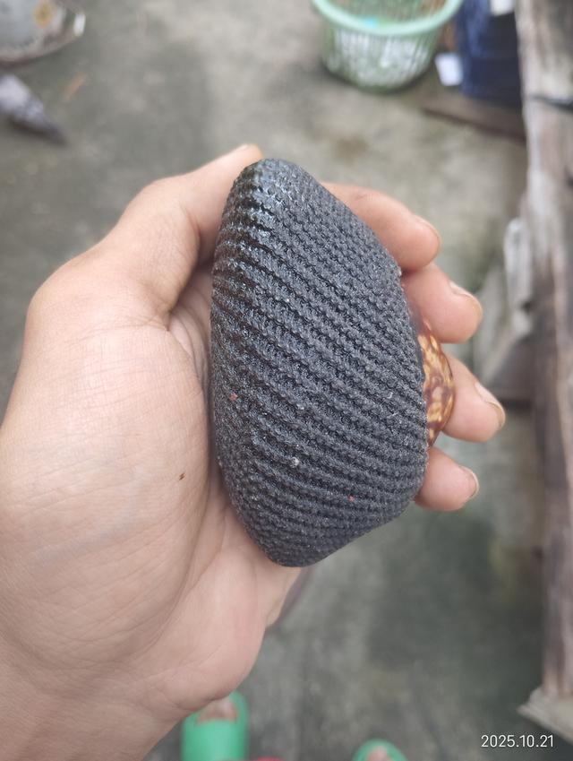 เบี้ยแก้หลวงปู่รอดวัดนายโรง ของแท้แน่นอน 4