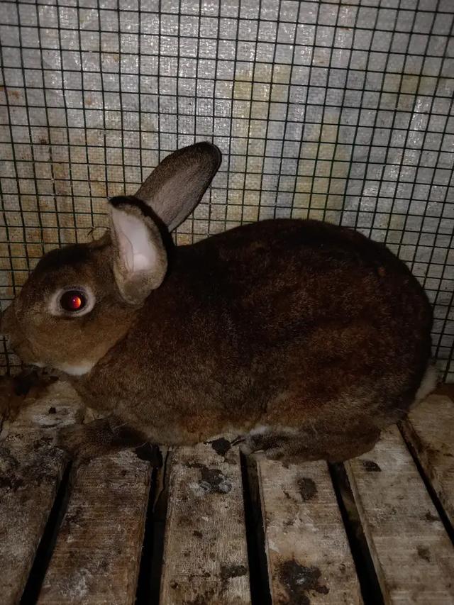 กระต่าย มินิเร็กซ์ 5 เดือน 2