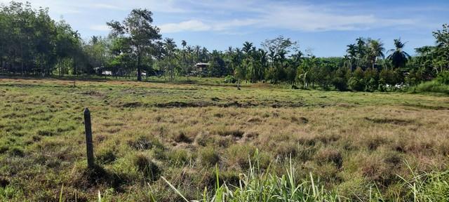 พื้นที่ดิน ที่ดิน ใกล้ม.วลัยลักษณ์ ท่าศาลา 750000 THB 0 Rai 1 Ngan 59 sq.wa ใกล้กับ ห่าง ม.วลัยลักษณ์ จ.นครศรีธรรมราช ปร