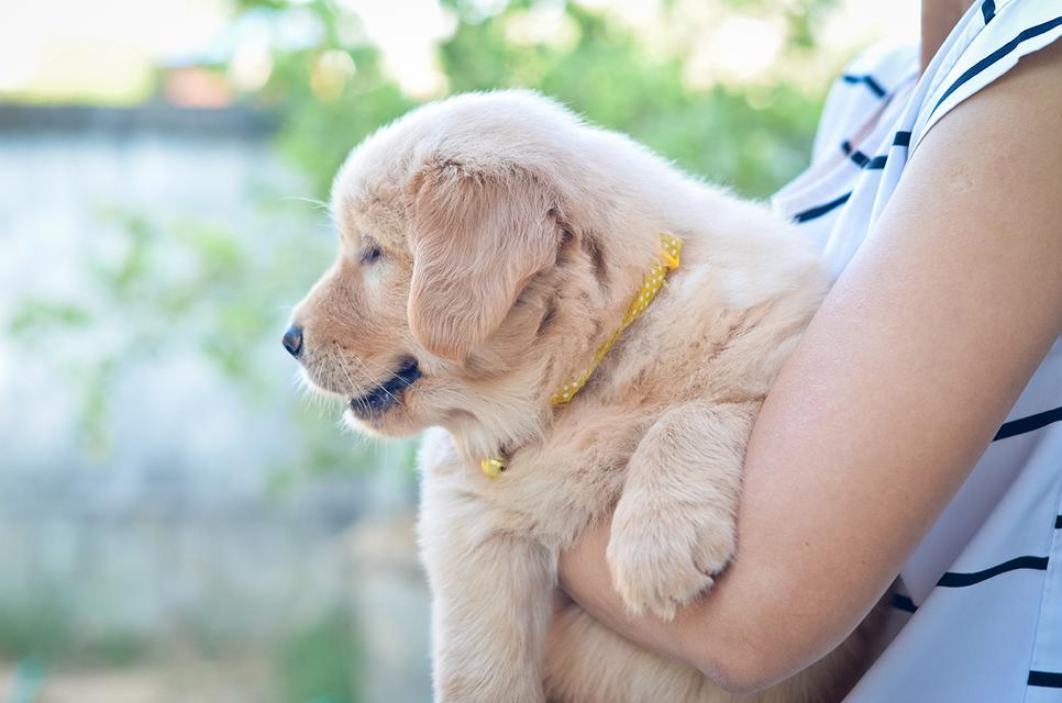 ขายลูกโกลเด้นแท้ ลูกโกลเด้นรีทรีฟเวอร์ พร้อมส่งลูกค้า กรุงเทพฯ นนทบุรี ปทุมธานี สมุทรปราการ ชลบุรี ระยอง โคราช สระบุรี ฉะเชิงเทรา นครนายก ฯลฯ รูปที่ 4