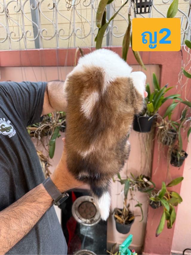 บางแก้วแท้ พ่อแม่สายประกวด เชื้อดี รู้ความสุดๆ #พร้อมใบเพ็ดชมรมบางแก้วประเทศไทย TBC สนใจทักได้ครับ 18