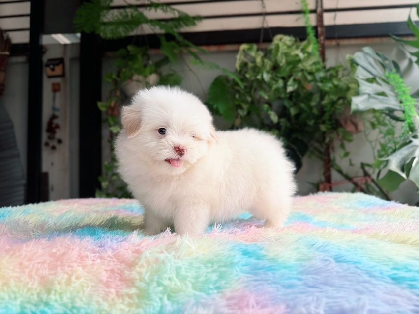 ชิสุผสมพุดเดิ้ล ผู้ สีขาวครีม พิกัดรามอินทรา 11