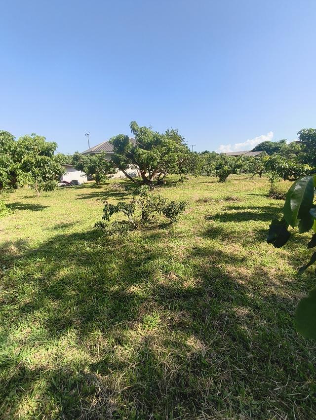 ขายที่ดิน เชียงใหม่ แม่แตง พื้นที่ชุมชน 2