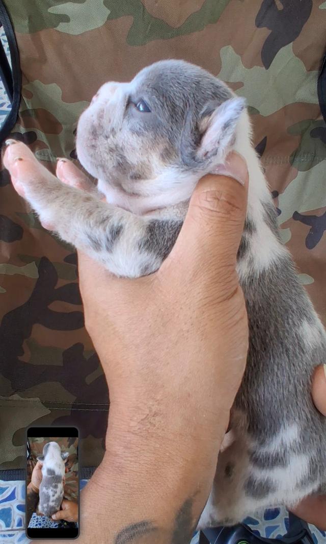 ลูกอเมริกันบูลลี่ micro exotic รูปที่ 6