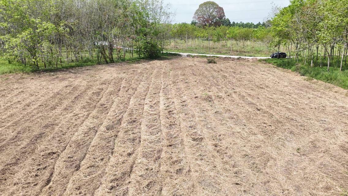 ขายที่ดินเปล่า 4-2-50 ไร่ ทำเลศักยภาพ ติดคลองกระเฉท น้ำไหลตลอดปี ใกล้นิคมอุตสาหกรรม ต.มาบข่า ระยอง 6