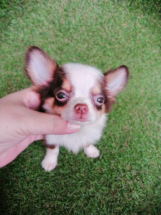 ชิวาว่าแท้ขนยาวสีช็อค ชาย 9