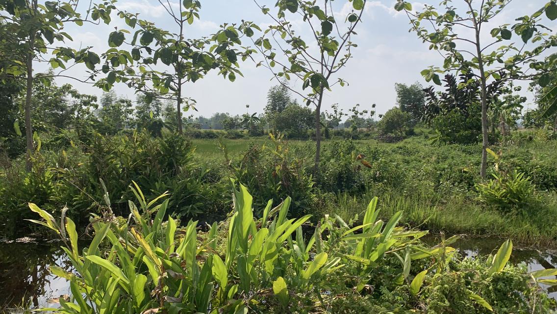 ที่ดินโคกหนองนา3.5 ไร่ 6