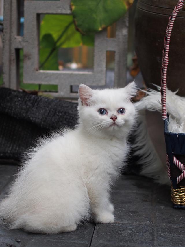 เด็กชาย British shorthair NS1133
