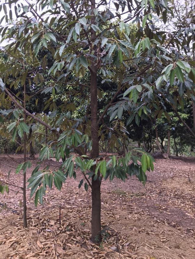 ให้เช่า สวนผลไม้ 12 ไร่ 7 หมื่นต่อปี 17