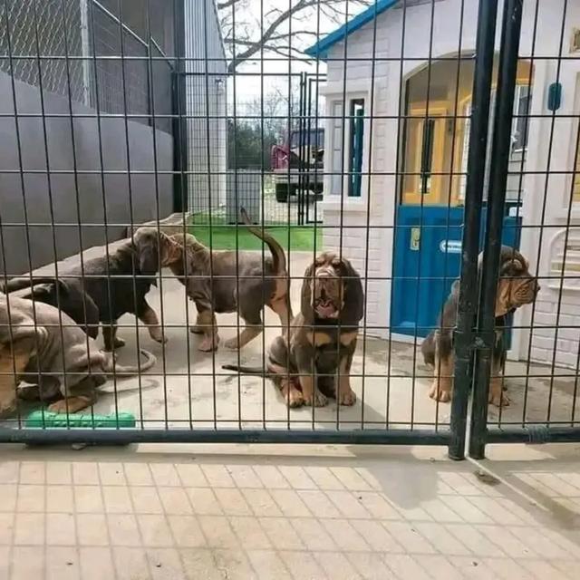 Blood hound puppies WhatsApp me : +66 63 826 3042 รูปย่อยที่ 2