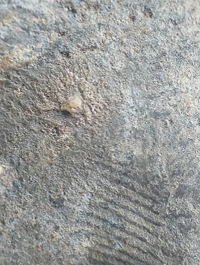 พระพุทธบาทปิลันทน์.. รูปที่ 13