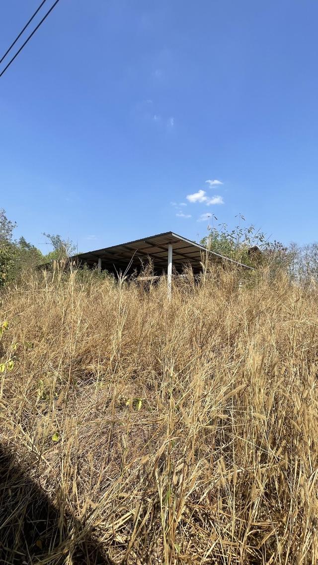 ขายที่ดินพนัสนิคม ชลบุรี พร้อมสิ่งปลูกสร้าง 2-2-20 ไร่ (แปลงมุมติดถนนคอนกรีต 2 ด้าน) 4