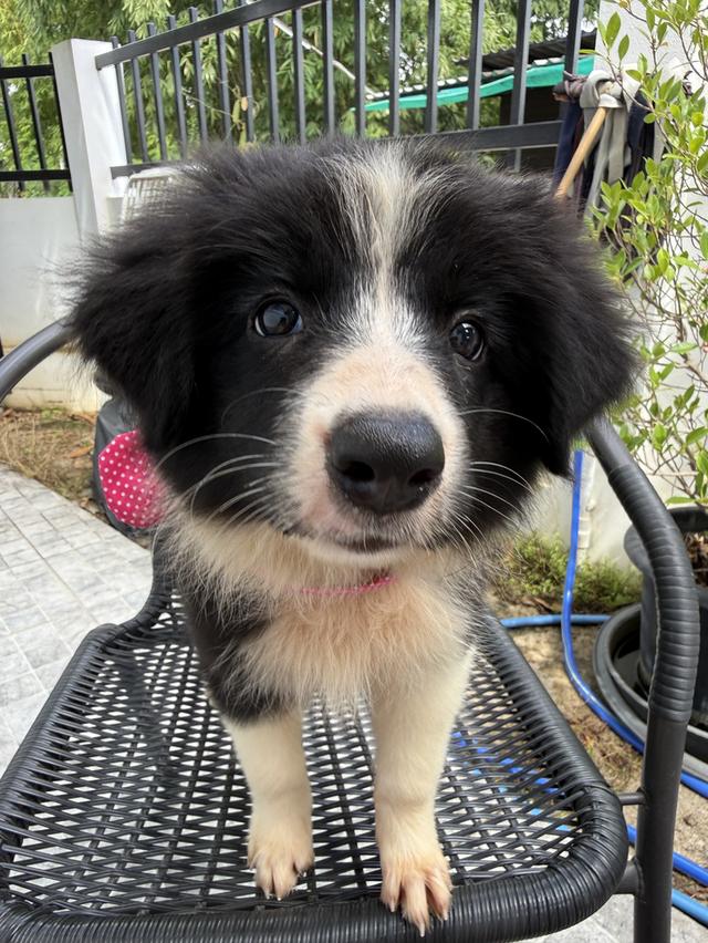 ลูกสุนัขบอร์เดอร์คอลลี่ Bordercollie ราคาแบ่งเลี้ยง 5
