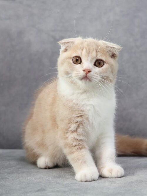 แมว น่ารักตาโตพันธุ์ สกอตติส โฟลด์ 
