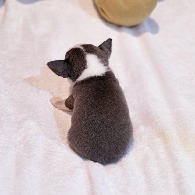 ชิวาวาขนสั้น เพศผู้ ขนสีเทา พิกัดรามอินทรา 11