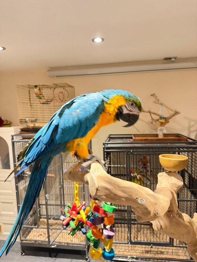 Pair of Blue and Gold Macaw Parrots รูปที่ 2