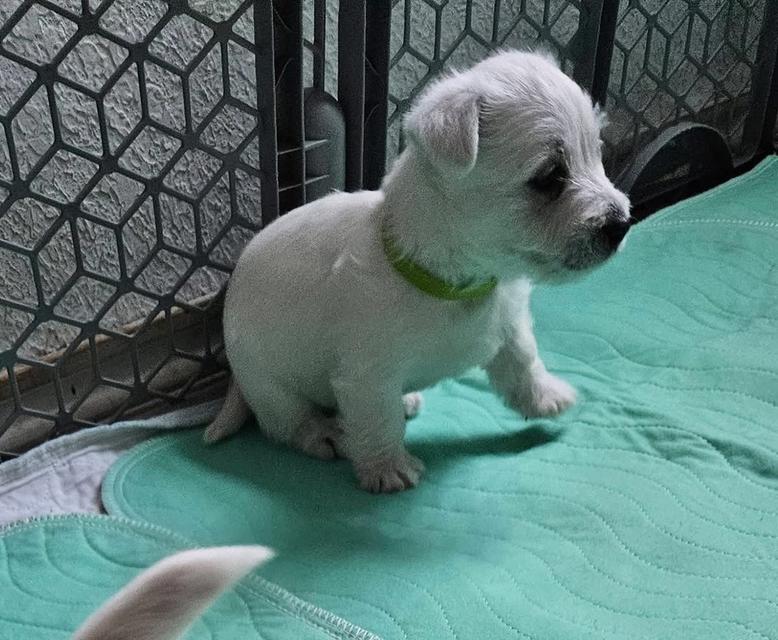 ลูกหมา West Highland White Terrier สินสอดเบาๆ 4