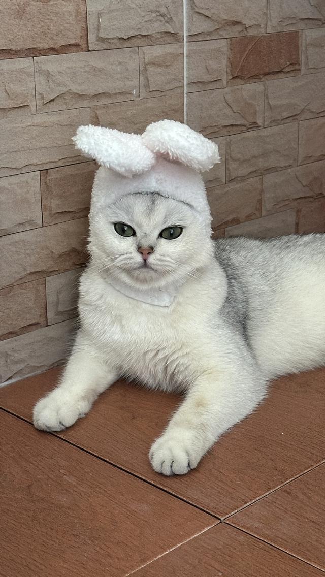 น้องแมวอเมริกัน ช็อตแฮร์ และบริติช ช็อตแฮร์ แท้ 💯 รูปที่ 11