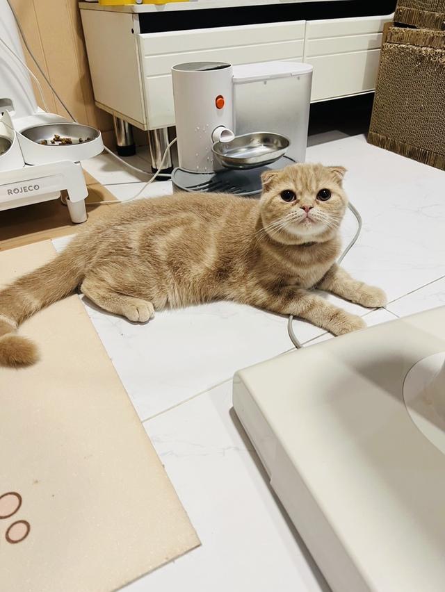 แมว สก็อตติชโฟลด์ เพศ ผู้ เลี้ยงด้วยความรัก รูปที่ 4