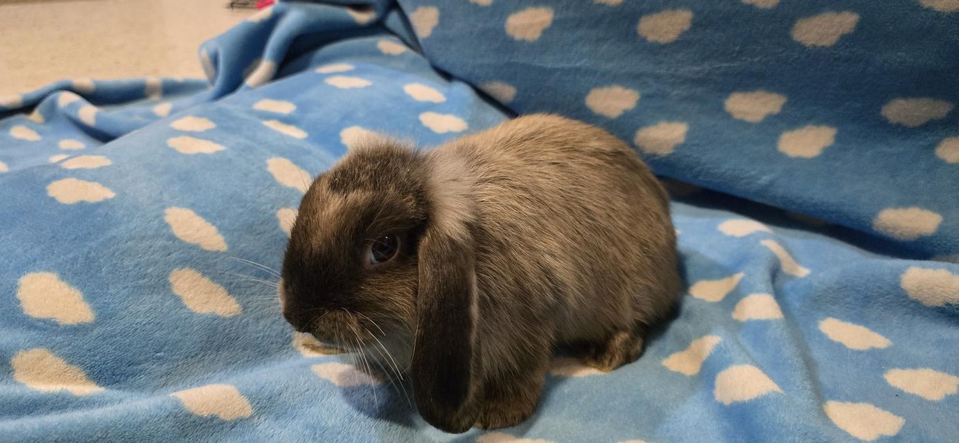 กระต่ายฮอลแลนด์ลอป Holland Lop  3