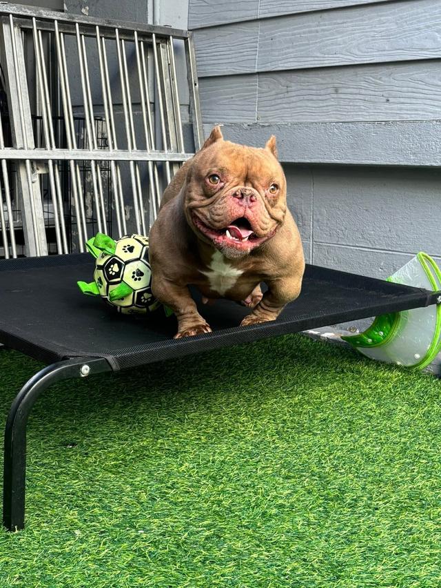 มัดจำแล้ว Exotic bully เพศเมีย สีพายช็อคไตร เปิดจอง รูปที่ 5