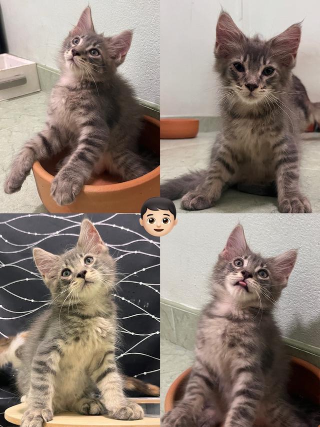 เมนคูน 4