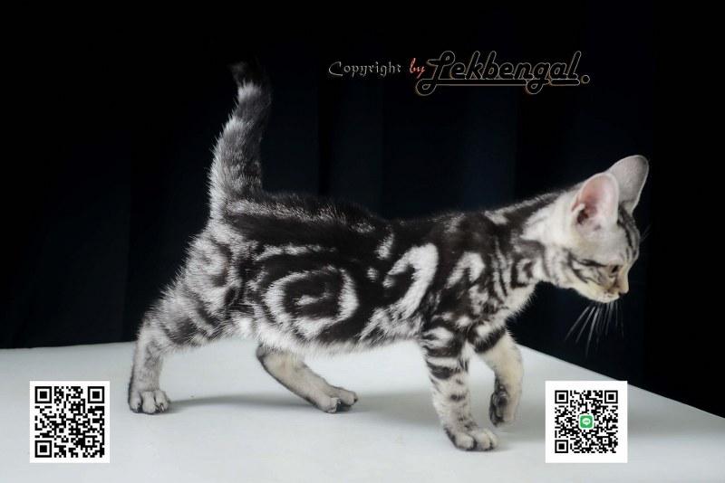 ลูกแมวอเมริกันชอตแฮร์สวยมากๆ สีซิลเวอร์ลายมาเบิ้ลดำเข้ม พันธุ์แท้ เพศเมีย รูปที่ 9