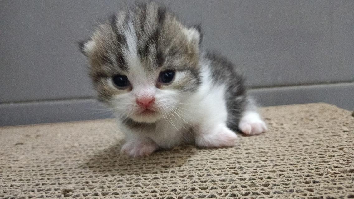 น้องแมวมัชกิ้นขาสั้น 8