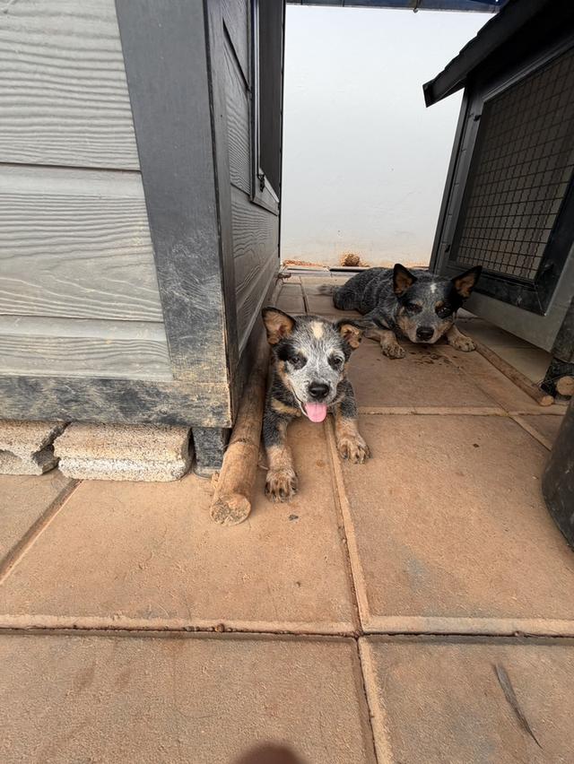 Australian Cattledog รูปที่ 16